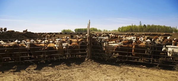 柵の中の牛 — ストック写真