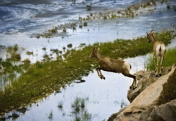 Mountain Goat pulando de borda de rochas — Fotografia de Stock