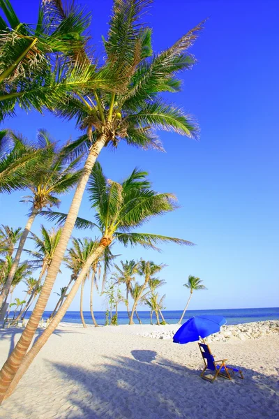 Palmas na praia — Fotografia de Stock