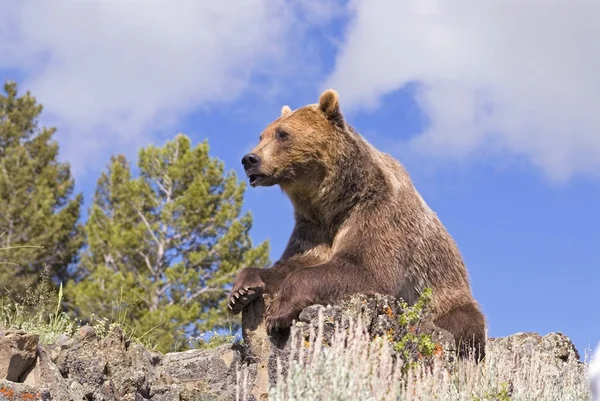Urso pardo olhando sobre o vale — Fotografia de Stock
