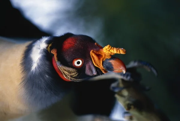 Close-Up Of King Vulture — Stock Photo, Image