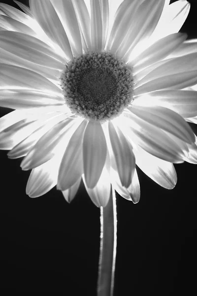 Closeup Daisy — Stock fotografie