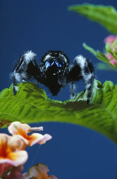 Spider On Lantana — Fotografie, imagine de stoc
