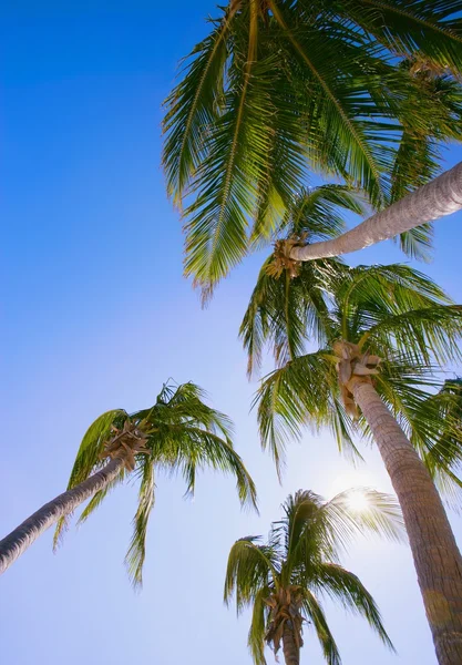 Palm Trees — Stock Photo, Image