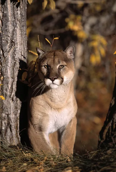 Mountain Lion — Stock Photo, Image