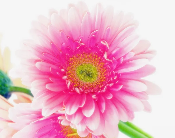 Rózsaszín gerbera százszorszép — Stock Fotó