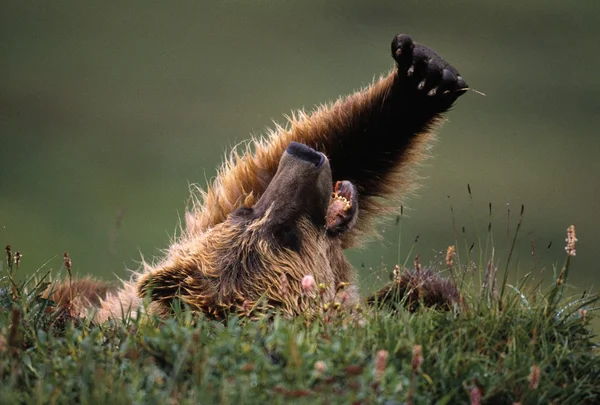 Urso Grizzly deitado de costas — Fotografia de Stock