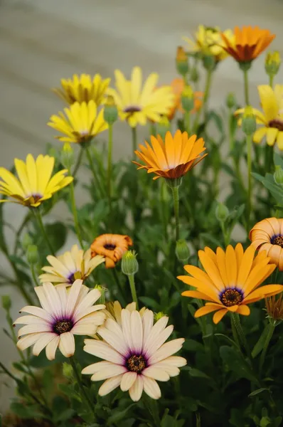 Kleurrijke osteospermums — Stockfoto