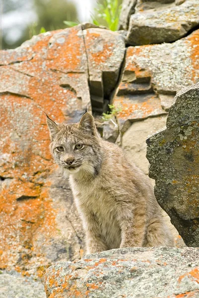 Giovane canadese Lynx On Rock Ledge — Foto Stock