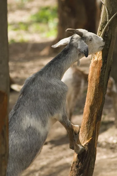 Geit eten schors van boom — Stockfoto