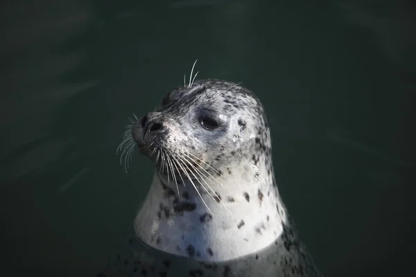 Una foca del puerto —  Fotos de Stock