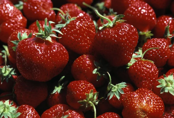 Erdbeeren geerntet — Stockfoto