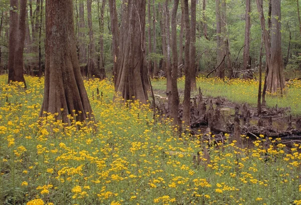 Árvores e flores — Fotografia de Stock