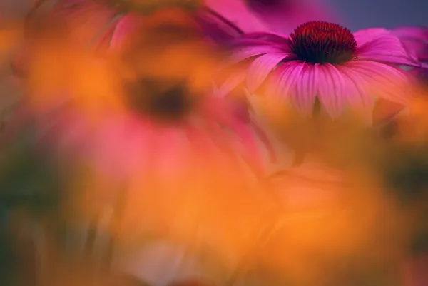 Fleur de cône pourpre avec foyer doux — Photo