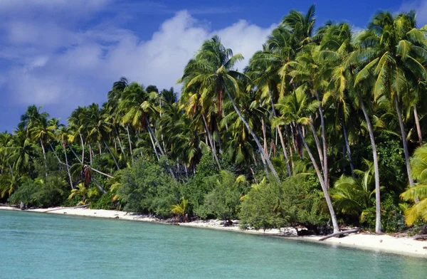 Tropische landschap — Stockfoto