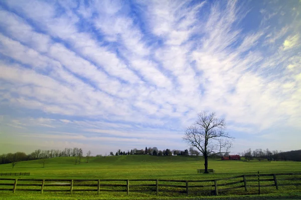 Árvore solitária com nuvens — Fotografia de Stock