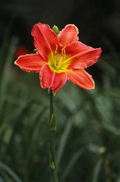 Blooming Day Lily — Stock Photo, Image