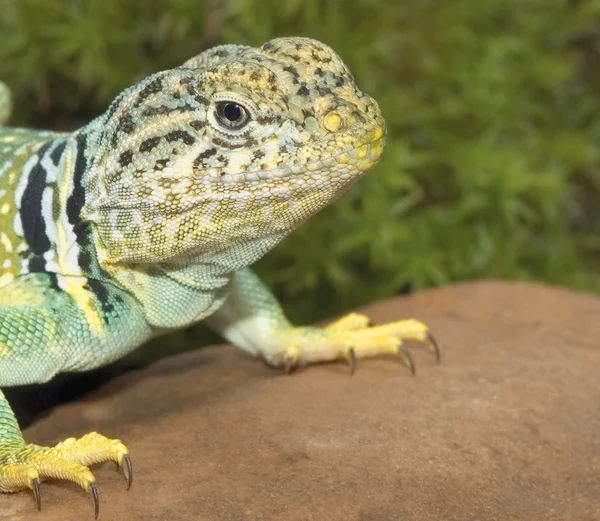 Lagarto de collar —  Fotos de Stock