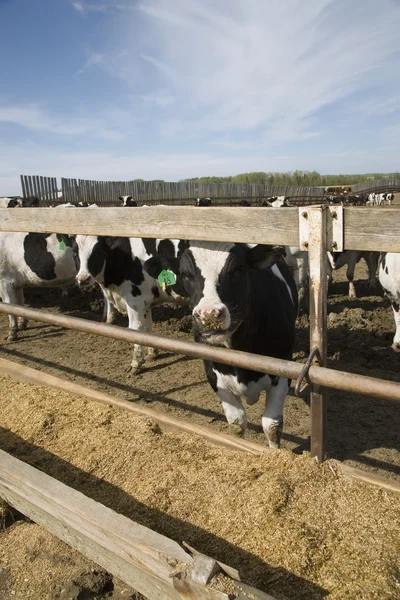 Cows At Trough — Stock Photo, Image