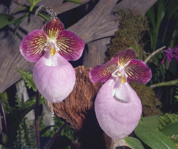 Orquídeas chinesas — Fotografia de Stock