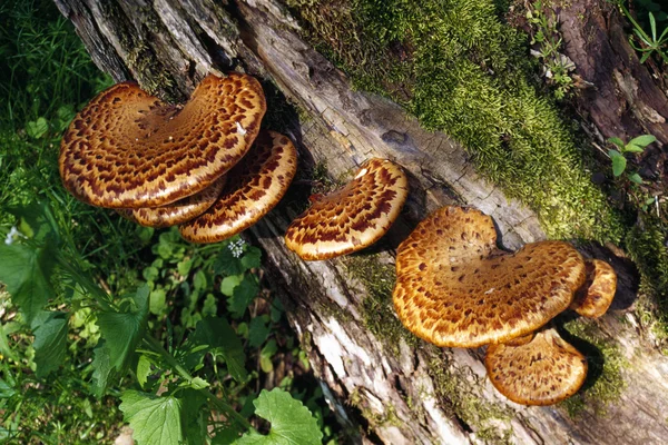 Sillín de Dryad hongos en el registro —  Fotos de Stock