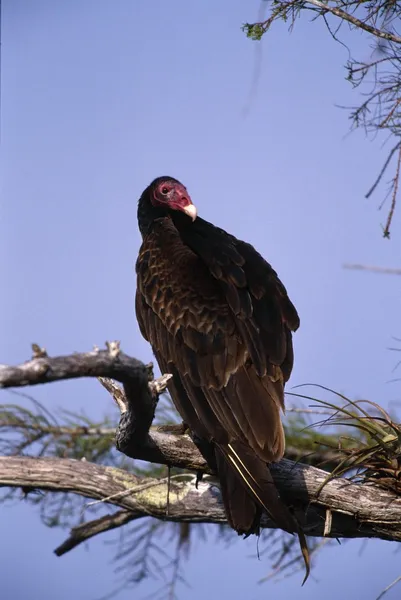 Perched Turkey Vulture — Stock Photo, Image