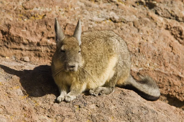 Chinchilla — Foto de Stock