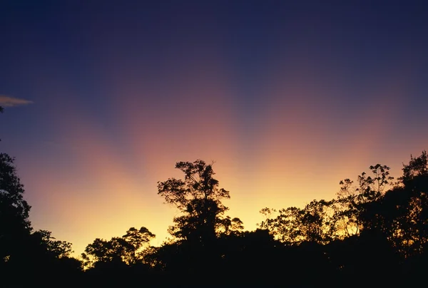 Rayons de coucher de soleil sur les arbres — Photo