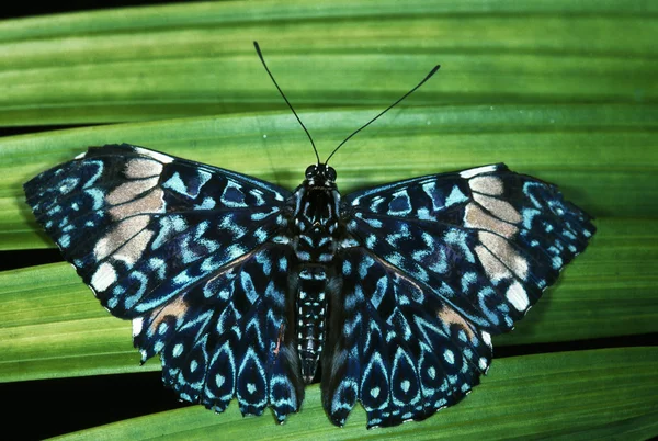 Borboleta de bolacha azul — Fotografia de Stock