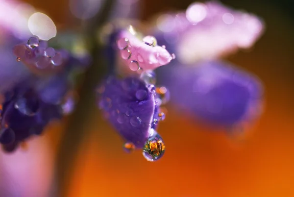 Close Up Of A Lupine With Dew Drops — Stock Photo, Image