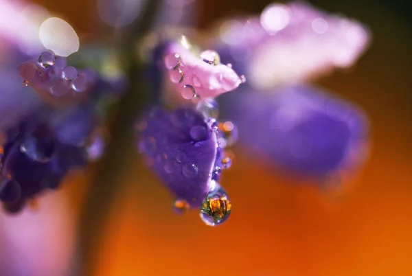 Primer plano de una lupina con gotas de rocío — Foto de Stock