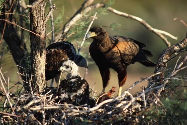 Harris Hawk en el nido con jóvenes — Foto de Stock