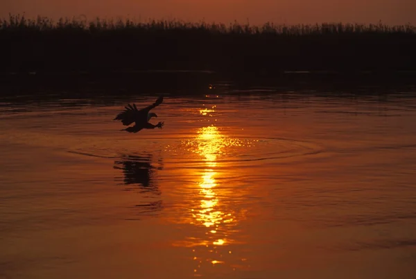 Aigle de poisson africain swooping pour les poissons — Photo