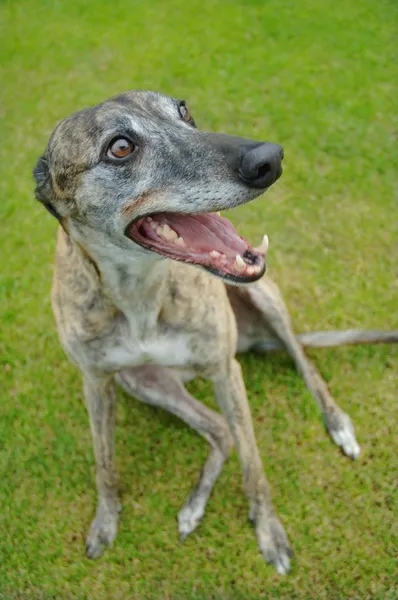 Grauer Hund — Stockfoto