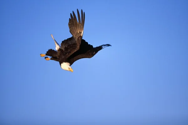 Bald eagle dykning i himlen — Stockfoto