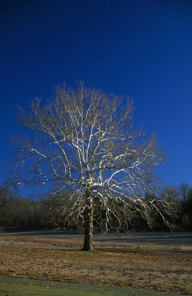 Amerikanischer Platanenbaum — Stockfoto