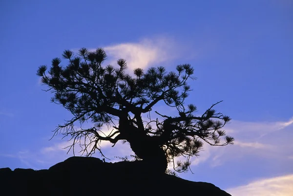 Pinon Pine Tree Silhouette Contre Coucher De Soleil, Parc National de Zion — Photo