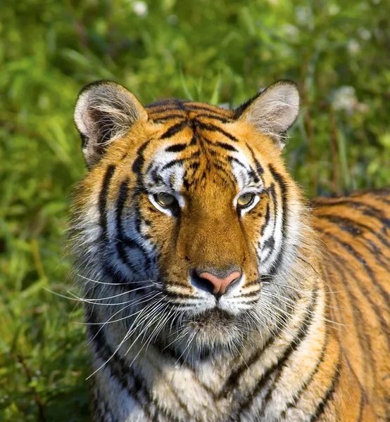 Tigress — Stock Photo, Image