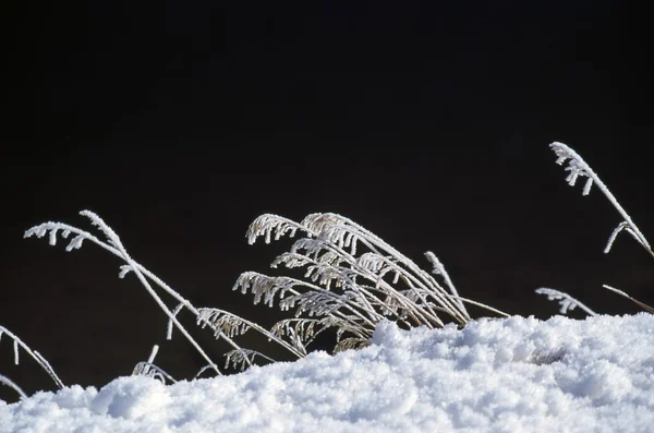 涂在雪地里的草 — 图库照片