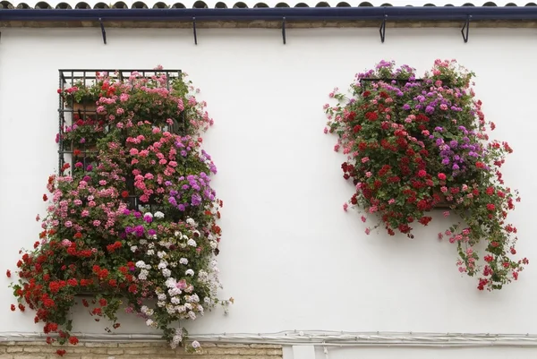 Flores colgantes fotos de stock, imágenes de Flores colgantes sin royalties | Depositphotos Flores colgantes fotos de stock, imágenes de Flores colgantes sin royalties | Depositphotos