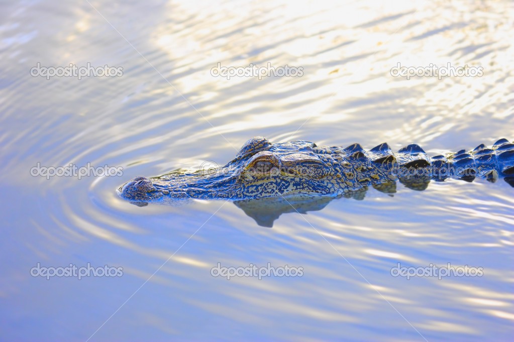 Alligator Peeking Above Water