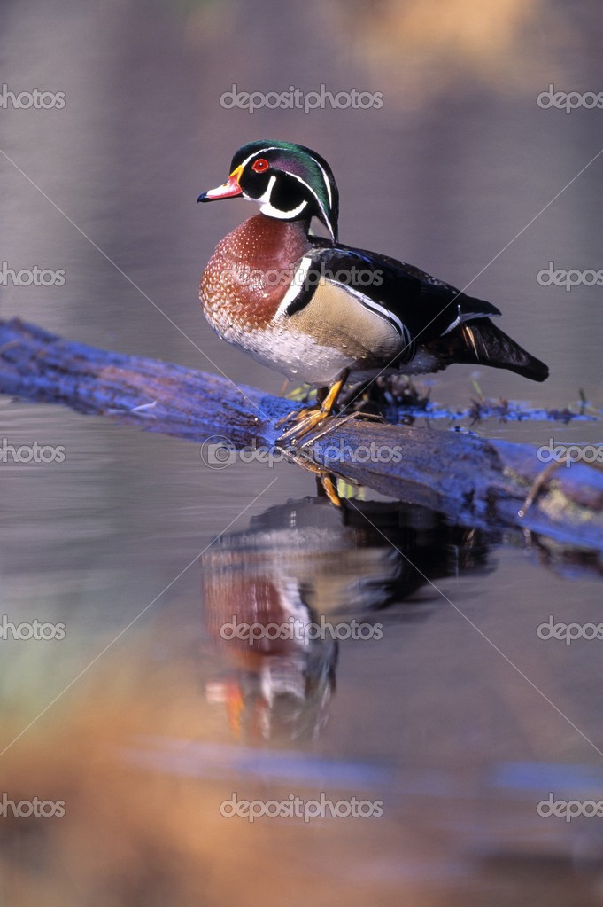 Wood Duck Drake On Log In Water — Stock Photo © DesignPicsInc 31722559