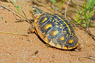 Juvenil süslü kutu turtle keyfini bir kanyon, garza county, Teksas, ABD