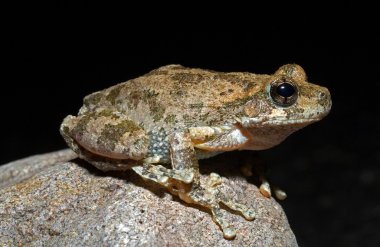 bir kaya üzerinde bir kanyon treefrog