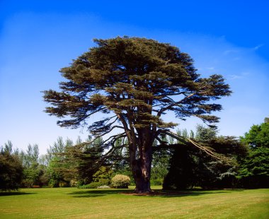 Lübnan sedir, Malahide'den demesne, co dublin, İrlanda