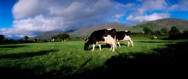 Holstein-Friesian sığır, co cork, İrlanda