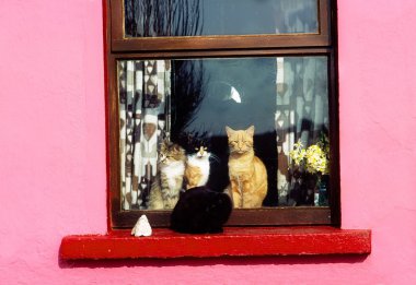 kilkee, pencere kediler co clare, İrlanda