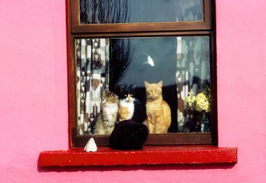Cats At Window Near Kilkee, Co Clare, Ireland clipart