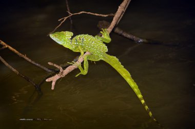 zümrüt basilisk (basiliscus plumifrons)