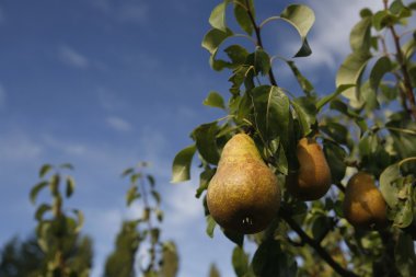 Ripening Pears On A Pear Tree clipart